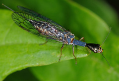 Xanthostigma xanthostigma
