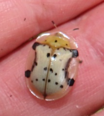 Aspidimorpha nigropunctata