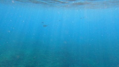 Trachinotus ovatus