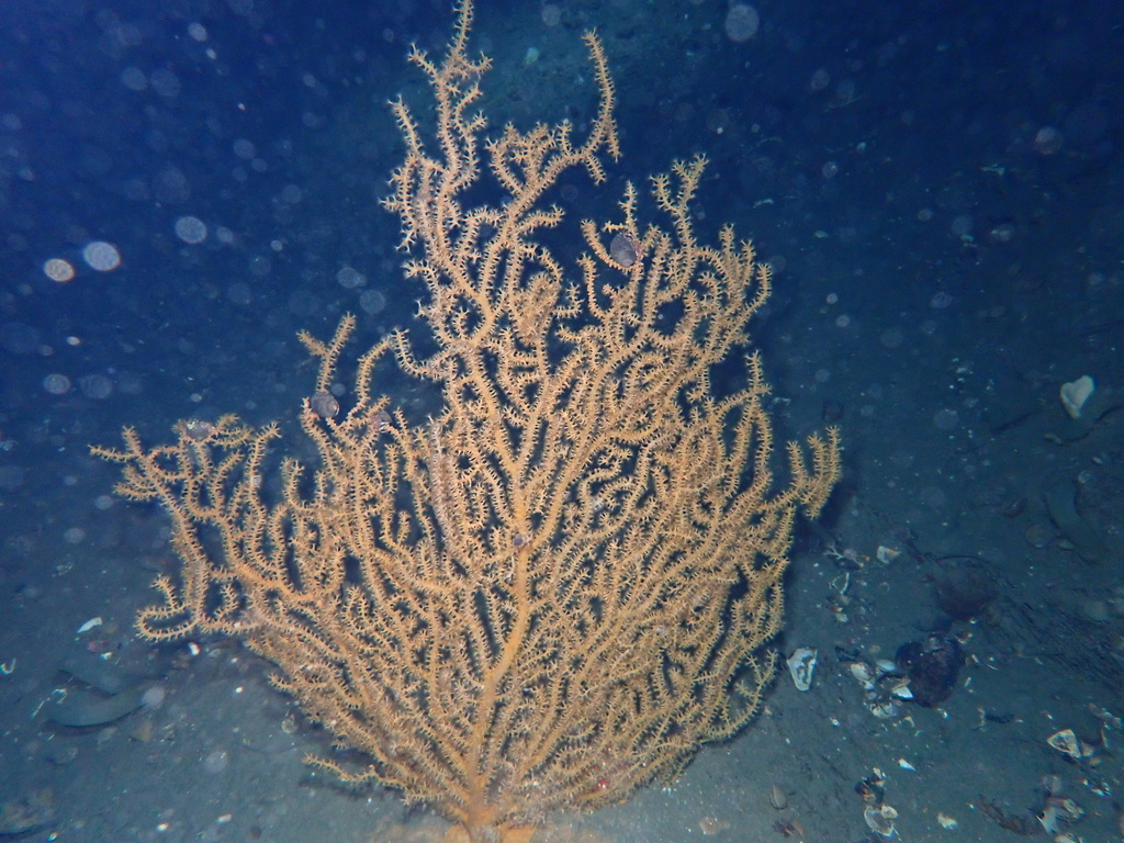 flattened sea fan coral