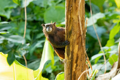 Saguinus fuscicollis