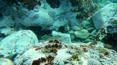 Sphoeroides marmoratus