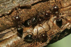 Crematogaster