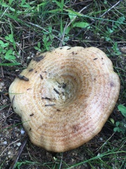 Lactarius sanguifluus
