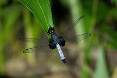 Erythrodiplax unimaculata