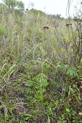 Syneilesis aconitifolia