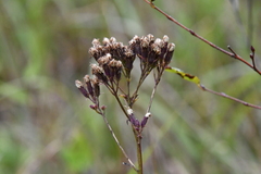 Syneilesis aconitifolia