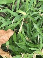 Polistes crinitus