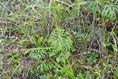 Syneilesis aconitifolia