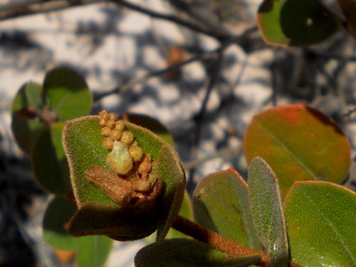 Croton myrsinites