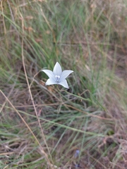 Wahlenbergia