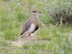 Cursorius temminckii