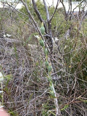 Calochilus robertsonii