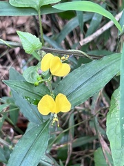 Aneilema aequinoctiale