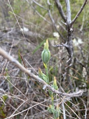 Calochilus robertsonii