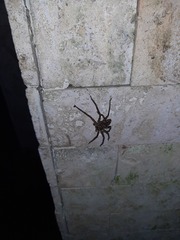 Heteropoda venatoria