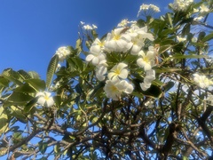 Plumeria obtusa