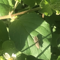 Catorhintha selector