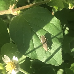 Catorhintha selector