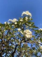 Plumeria obtusa