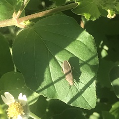 Catorhintha selector