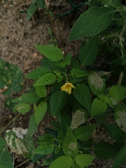 Oxalis frutescens