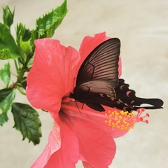 Papilio bianor