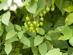 Solanum lyratum