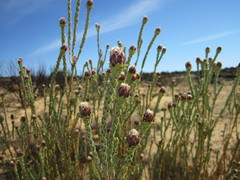 Leucadendron dubium