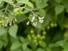 Solanum lyratum