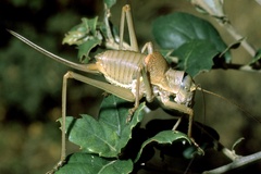 Ephippiger provincialis