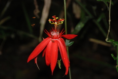 Passiflora vitifolia