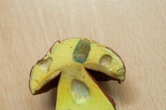 Rubroboletus rhodoxanthus