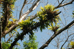 Niphidium crassifolium