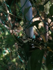 Tetramerium nervosum