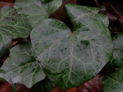 Hedera colchica