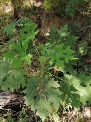 Cnidoscolus megacanthus