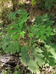 Cnidoscolus megacanthus