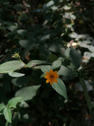 Wedelia acapulcensis