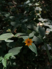 Wedelia acapulcensis