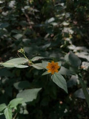 Wedelia acapulcensis