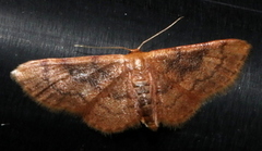 Idaea demissaria