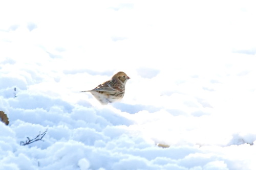 Escribano lapón (Calcarius lapponicus)