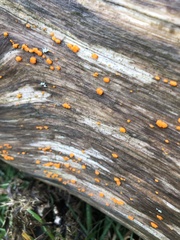 Dacrymyces stillatus