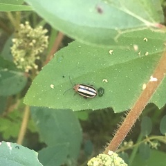 Disonycha glabrata