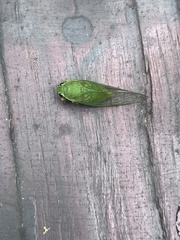 Cicadidae