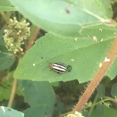 Disonycha glabrata