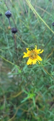 Sidneya tenuifolia