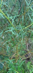 Sidneya tenuifolia