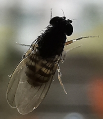Drosophila repleta